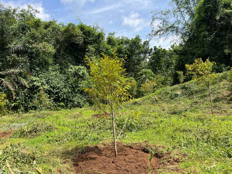 kebun durian 1000m2 200 jt nego karanganyar
