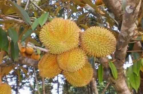 kebun durian musang king bogor