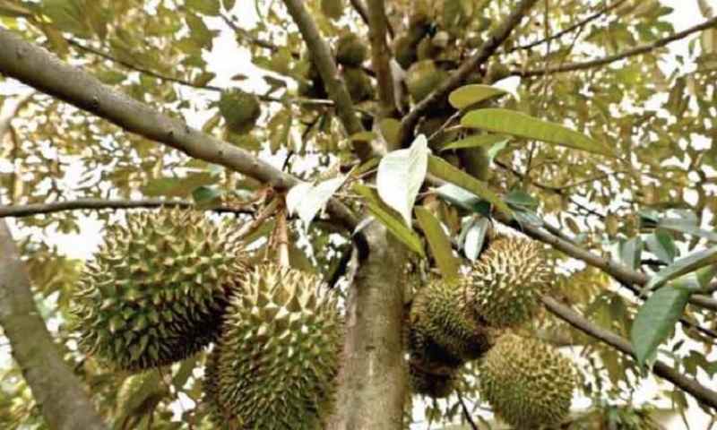 kebun durian musang king bogor