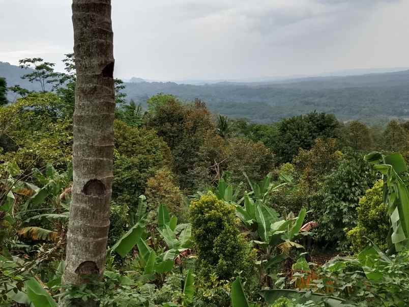 kebun produktif ada durian view bagus
