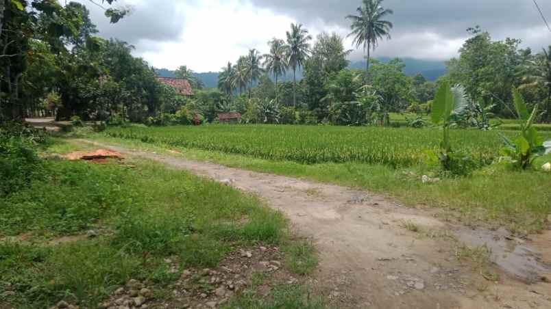 rumah dan tanah luas 5200m di wiyono gedong tataan