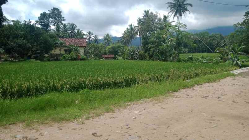 rumah dan tanah luas 5200m di wiyono gedong tataan