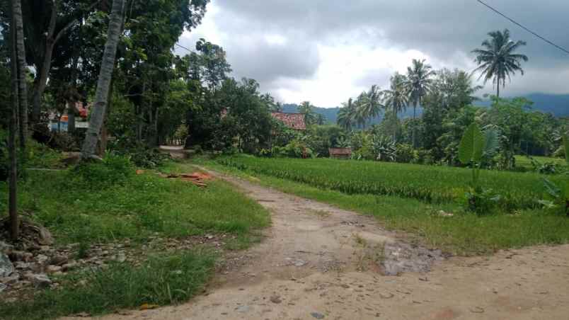 rumah dan tanah luas 5200m di wiyono gedong tataan
