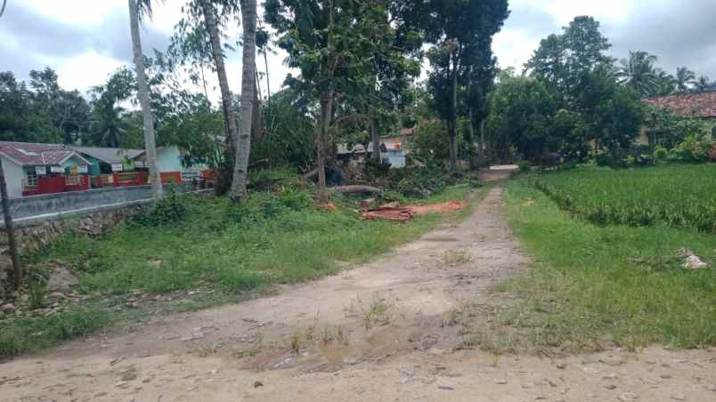 rumah dan tanah luas 5200m di wiyono gedong tataan