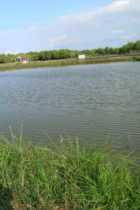 tambak ikan aktiv dan produktiv