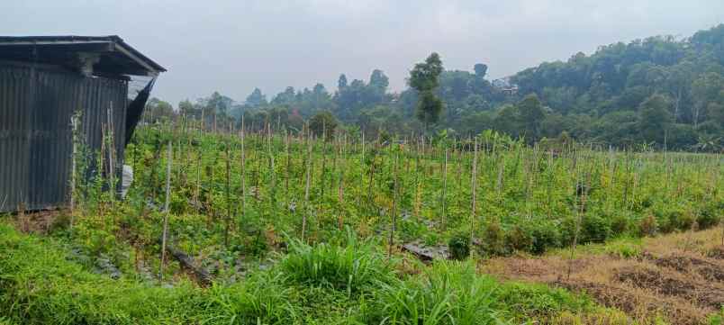 tanah 1000m udara dingin kawasan wisata ngargoyoso