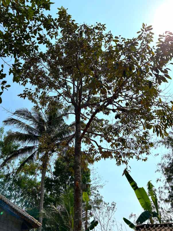 tanah 500m view sawah karangpandan karanganyar