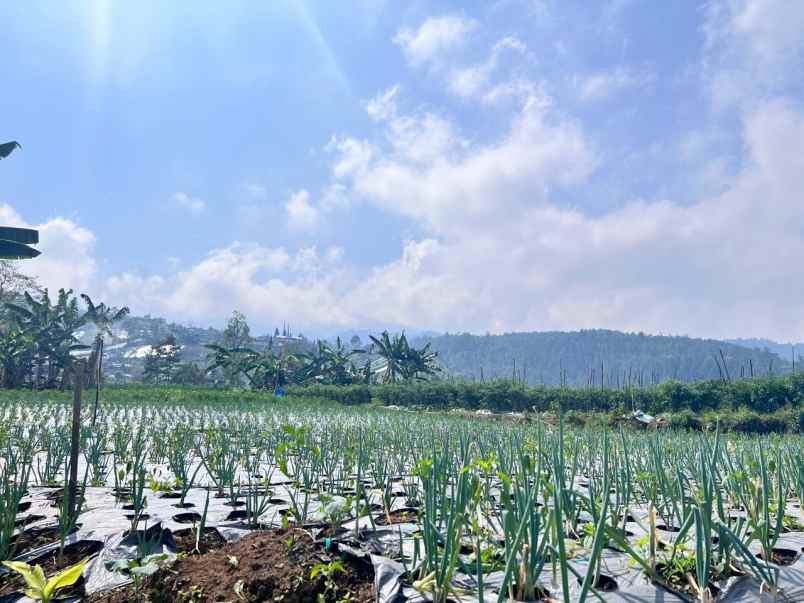 tanah 7000m cocok untuk wisata kebun buah