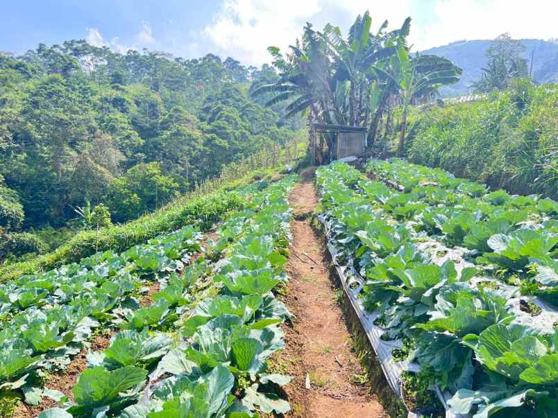 tanah 7000m cocok untuk wisata kebun buah