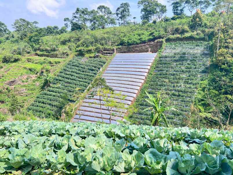 tanah 7000m cocok untuk wisata kebun buah