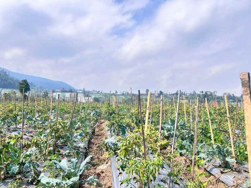 tanah 7000m cocok untuk wisata kebun buah