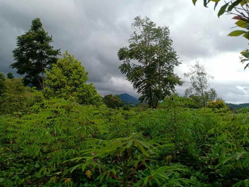tanah barat pasar kemuning