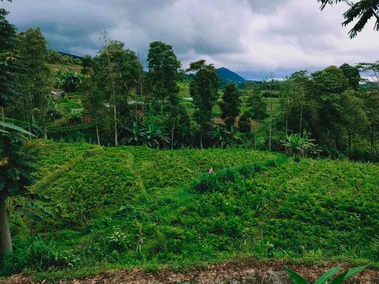 tanah barat pasar kemuning