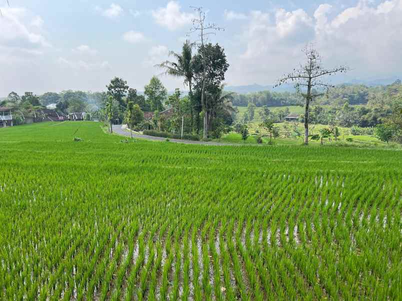 tanah datar 600m timur kecamatan kerjo karanganyar