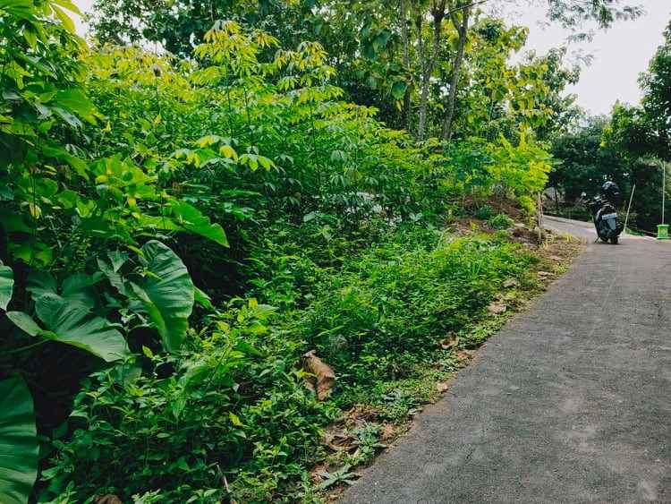 tanah desa wisata kerjo