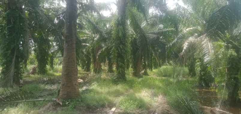 tanah di kawasan kec pantai labu deli serdang