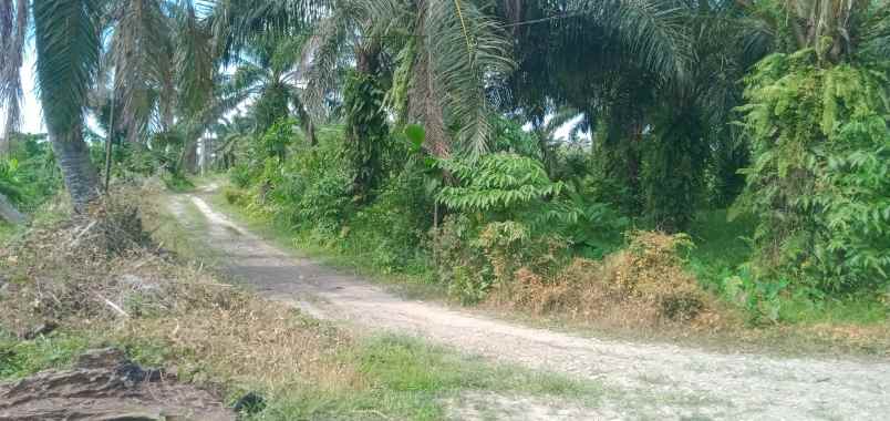 tanah di kawasan kec pantai labu deli serdang