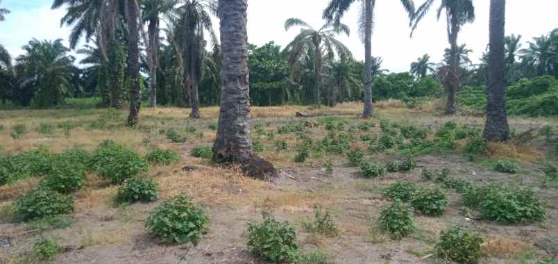tanah di kawasan kec pantai labu deli serdang