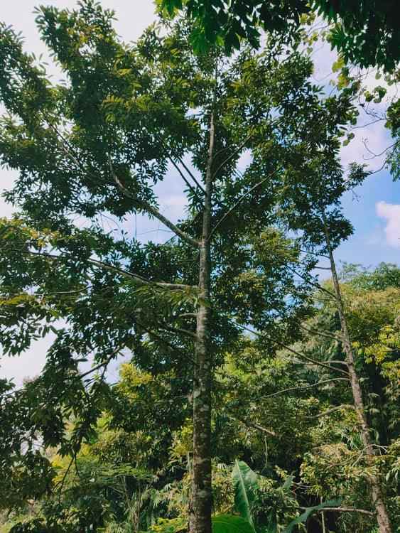 tanah kawasan wisata