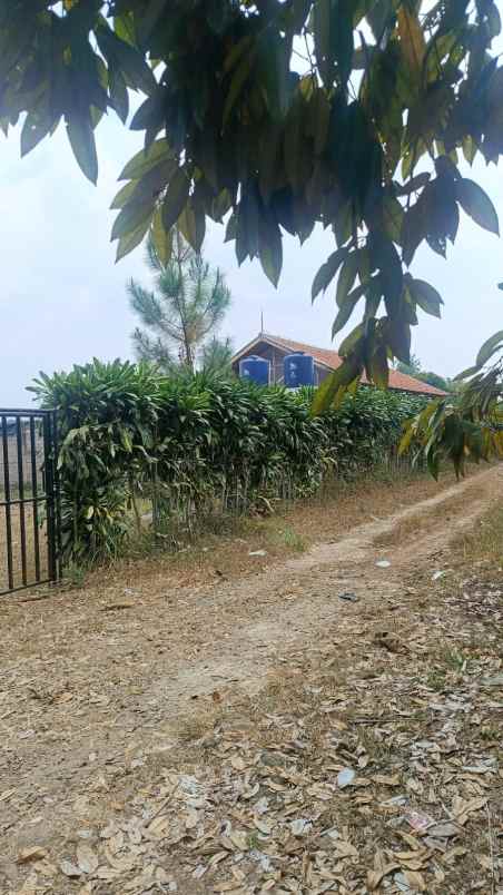 tanah kebun dekat jalan cagak subang