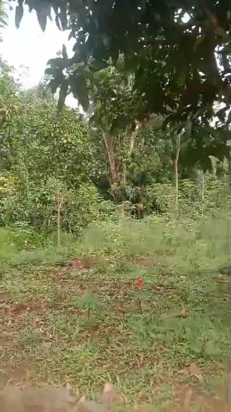 tanah kebun murah subur dan produktiv