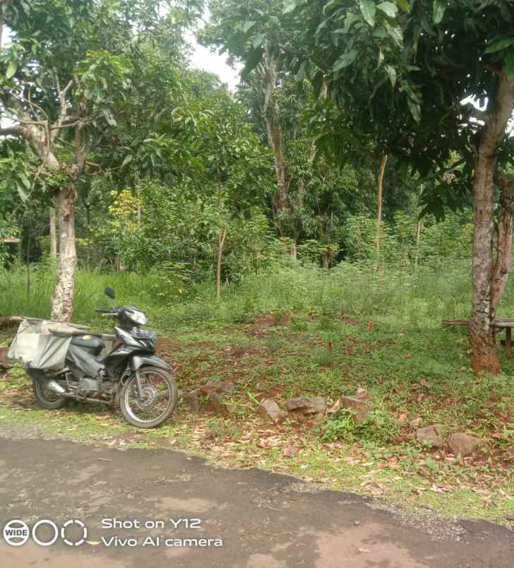 tanah kebun murah subur dan produktiv