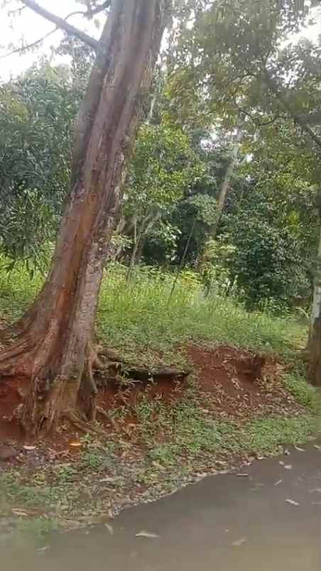 tanah kebun murah subur dan produktiv