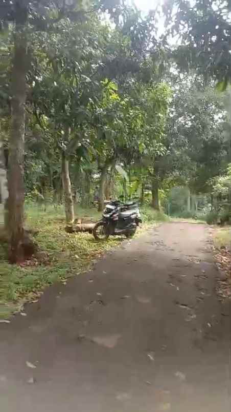 tanah kebun murah subur dan produktiv