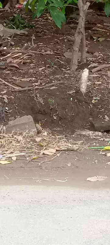 tanah kebun padat pinggir jl raya strategis