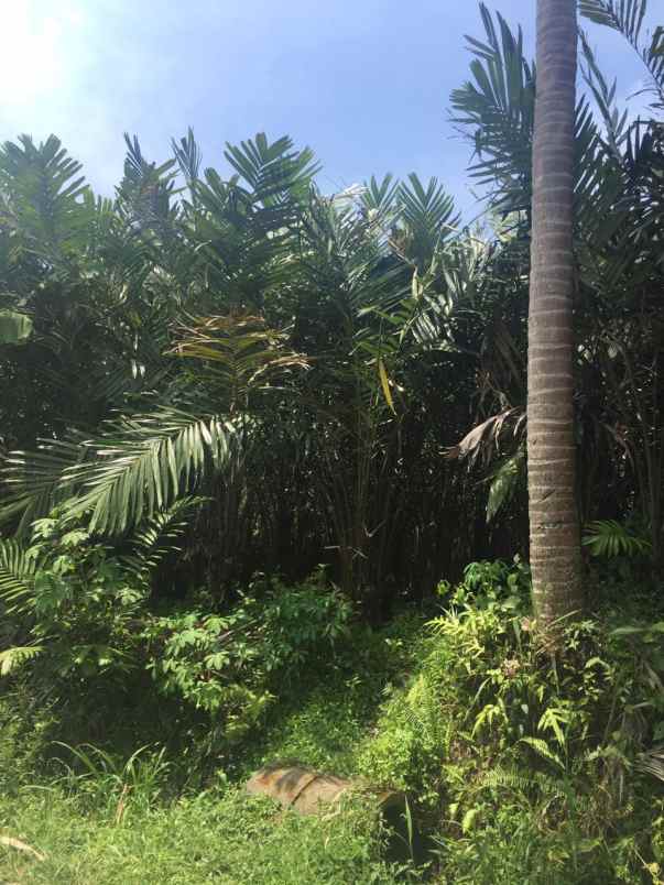 tanah kebun salak donokerto dekat sdn 3 turi