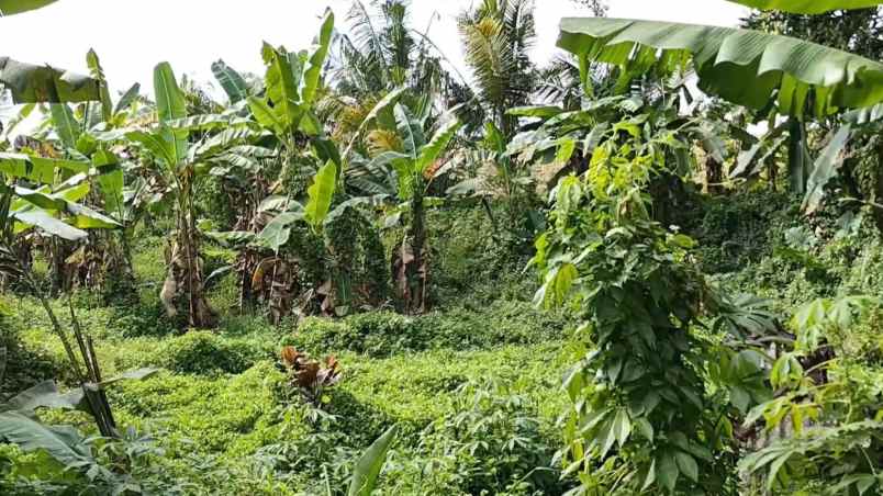 tanah kebun shm zona kuning pemukiman di tabanan balu
