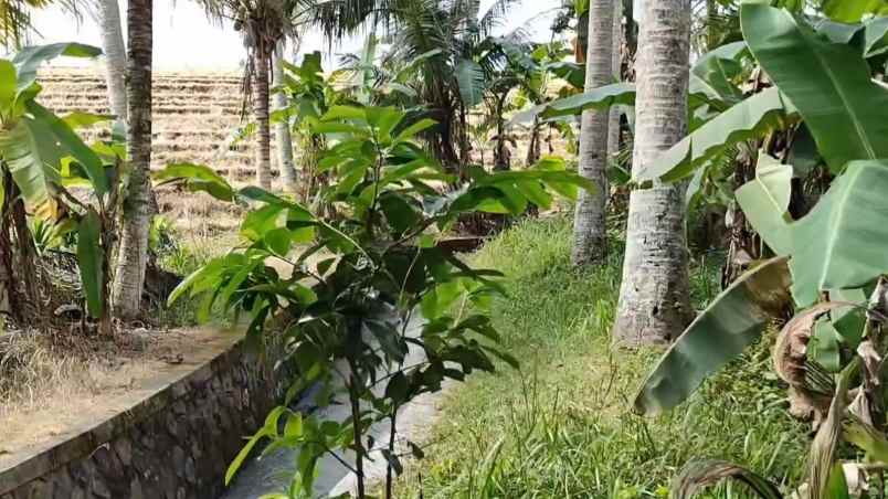 tanah kebun shm zona kuning pemukiman di tabanan balu