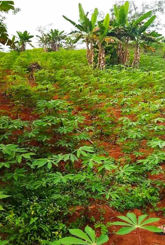 tanah komersial di cipulus harga terbaik