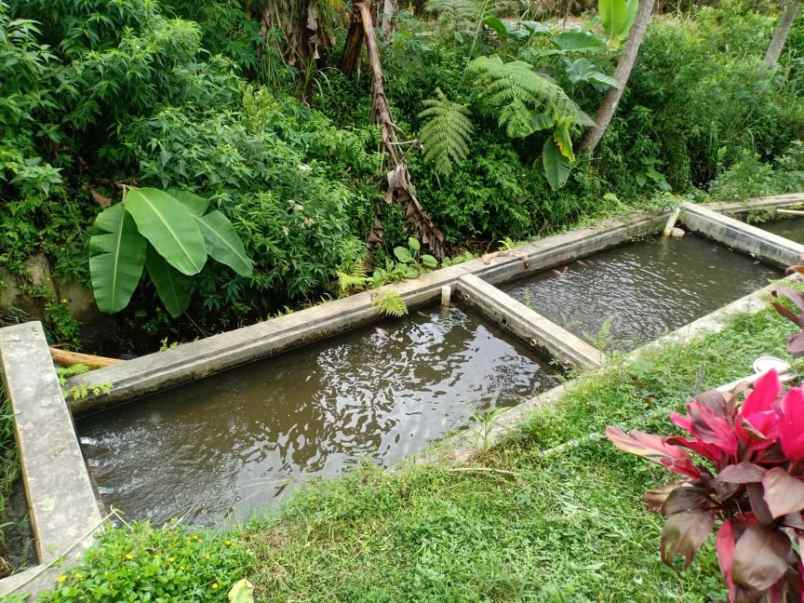 tanah tepi jl raya kemuning