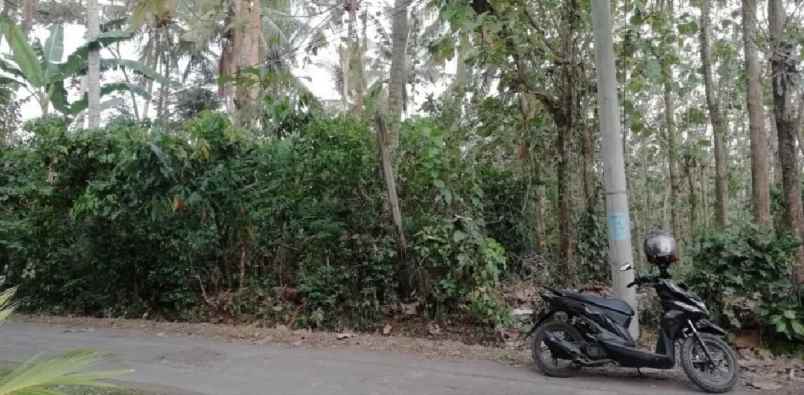 tanah view sawah di siulan denpasar timur