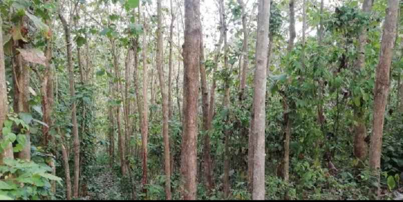 tanah view sawah di siulan denpasar timur