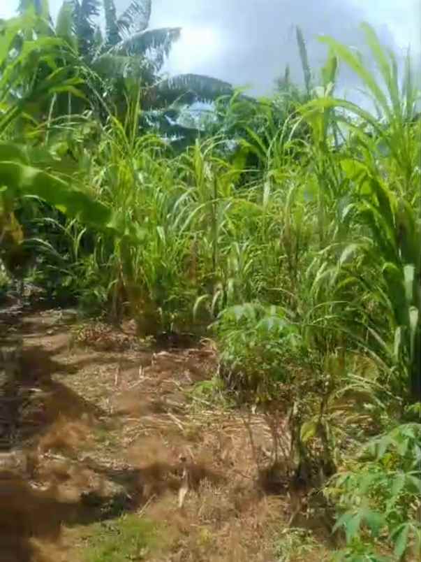 dijual 10 5 are jl tunjung sari gatsu barat denpasar