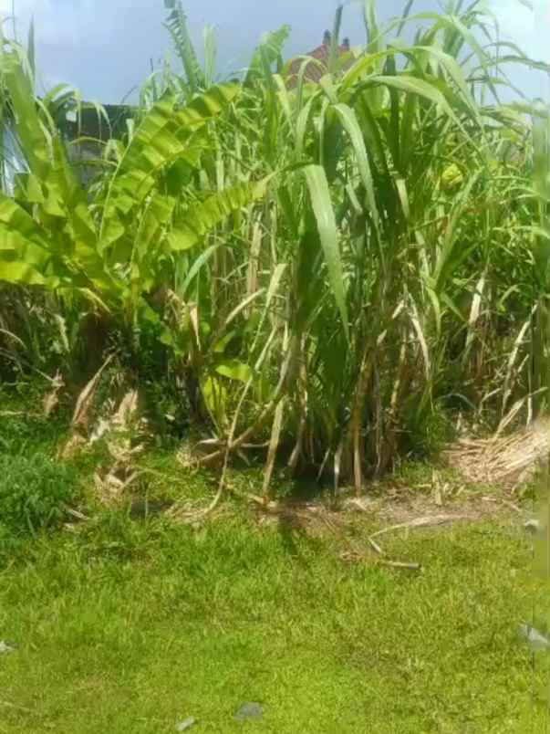 dijual 10 5 are jl tunjung sari gatsu barat denpasar