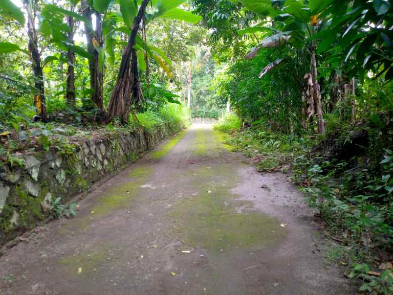 dijual pekarangan tangkil kemalang