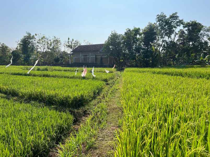 dijual sawah subur 1400m2 kerjo karanganyar