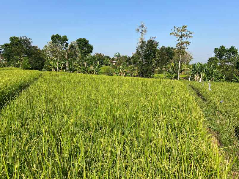 dijual sawah subur 1400m2 kerjo karanganyar