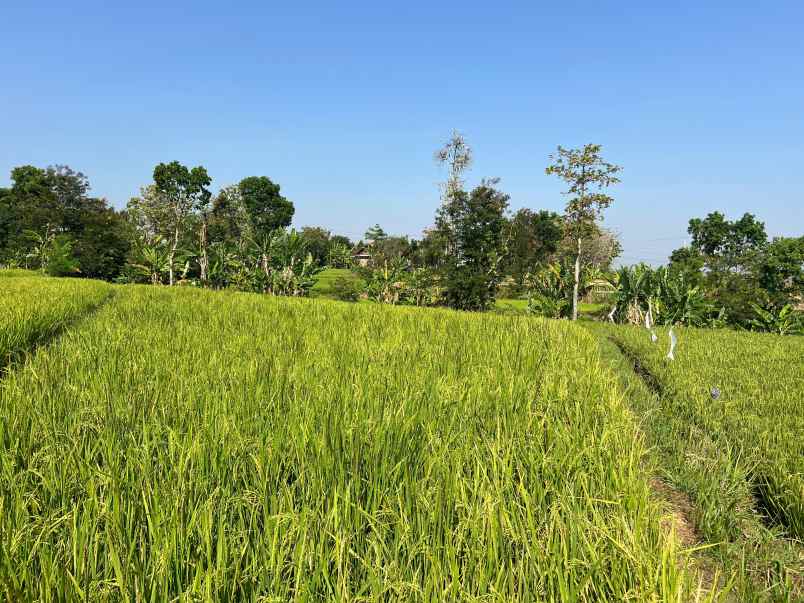 dijual sawah subur 1400m2 kerjo karanganyar