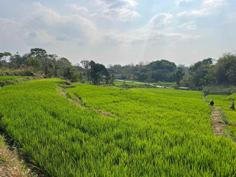 dijual sawah subur 1500m2 utara pasar karangpandan