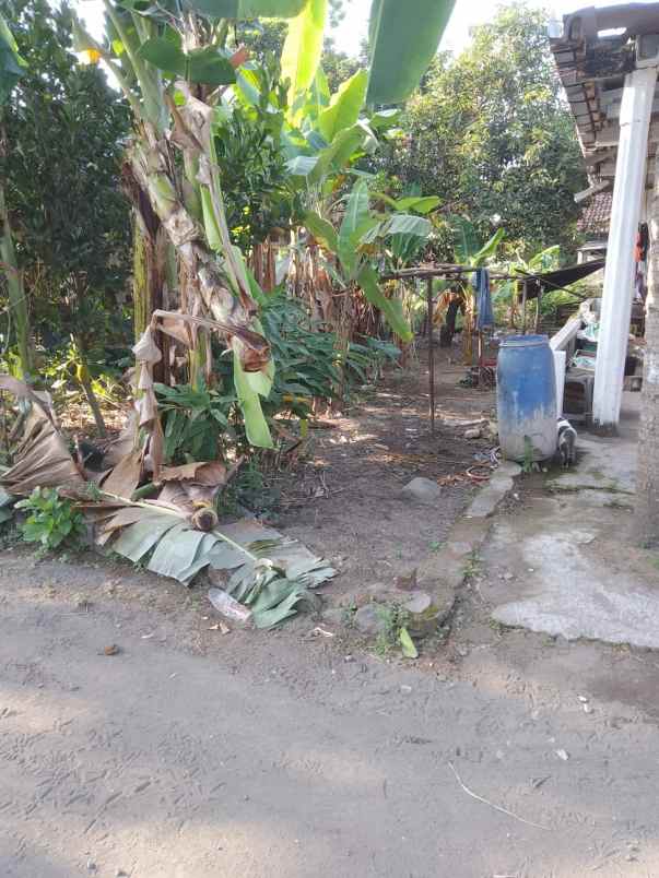 dijual tanah borangan manisrenggo