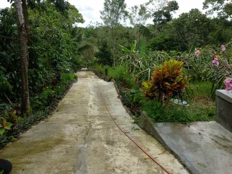 dijual tanah desa bangkonol