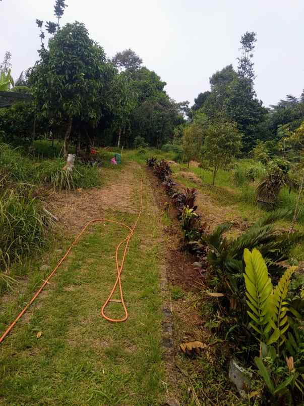 dijual tanah desa bangkonol