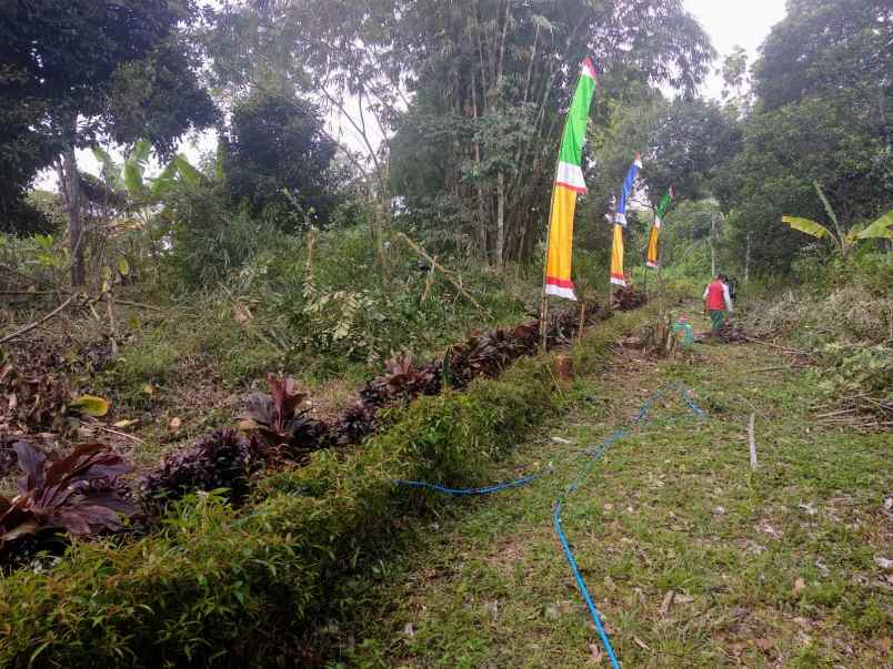 dijual tanah desa bangkonol