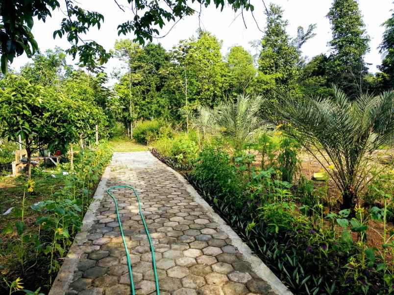dijual tanah desa bangkonol
