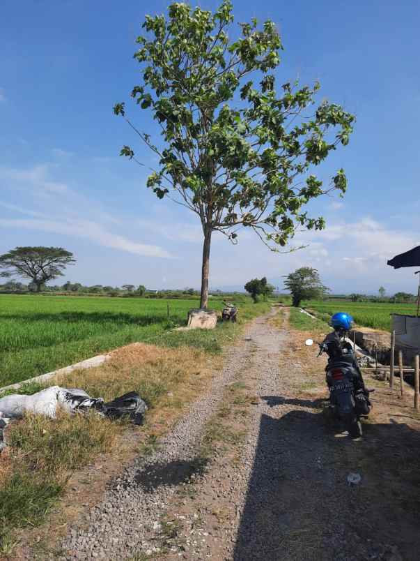 dijual tanah desa turus kec polanharjo