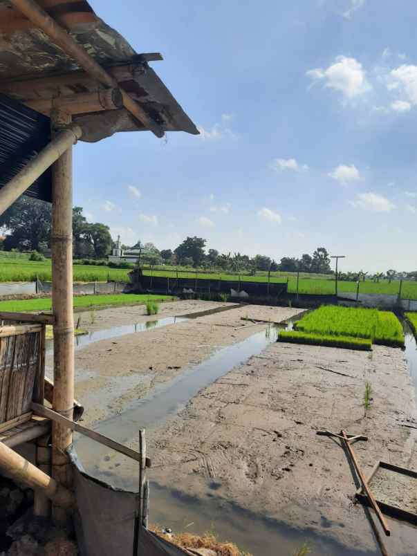 dijual tanah desa turus kec polanharjo